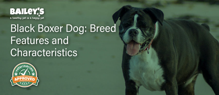 Black Boxer Dog: Breed Features and Characteristics - Featured Banner