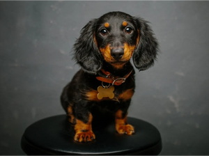 CBD for Dachshunds: Uses, Dosage & Best Options