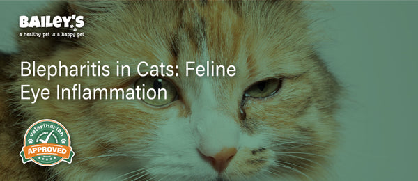 Blepharitis in Cats: Feline Eye Inflammation - Featured Banner