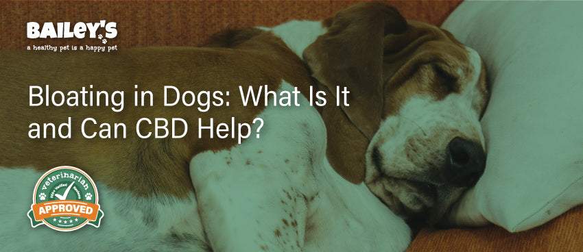 Bloating in Dogs: What Is It and Can CBD Help?