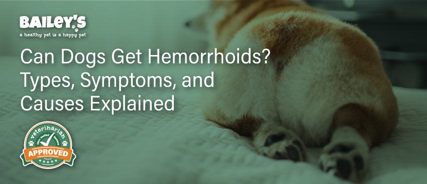 Can Dogs Get Hemorrhoids? Types, Symptoms, and Causes Explained