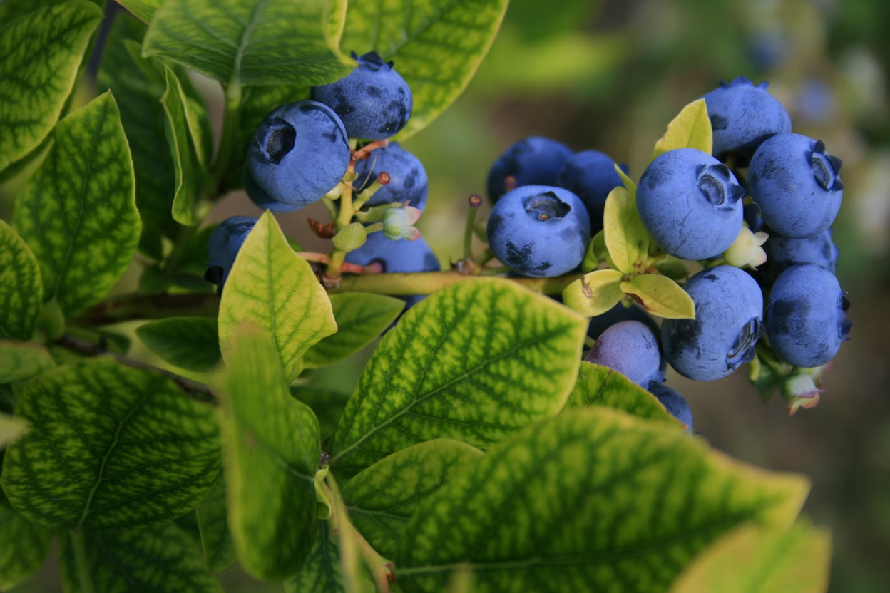 Can Dogs Eat Blueberries? Health & Safety Explained