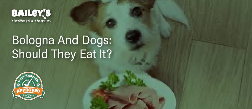 Bologna and Dogs: Should They Eat It?