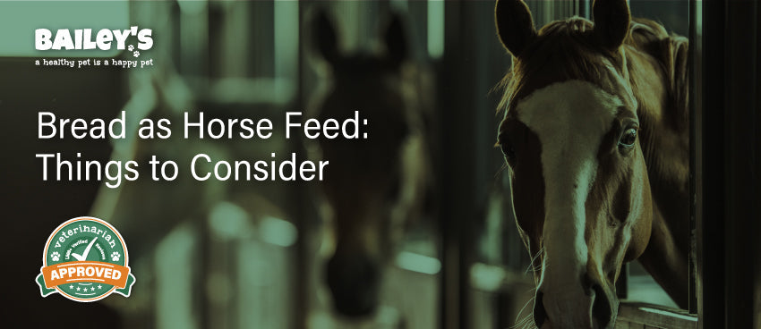 Bread as Horse Feed: Things to Consider