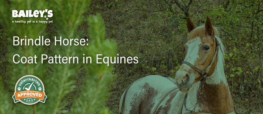 Brindle Horse: Coat Pattern in Equines Featured Banner