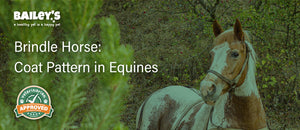 Brindle Horse: Coat Pattern in Equines Featured Banner