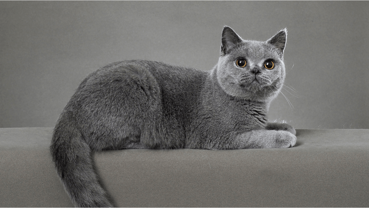 British Shorthair Cat Diet: Daily Portions & Homemade Food Tips