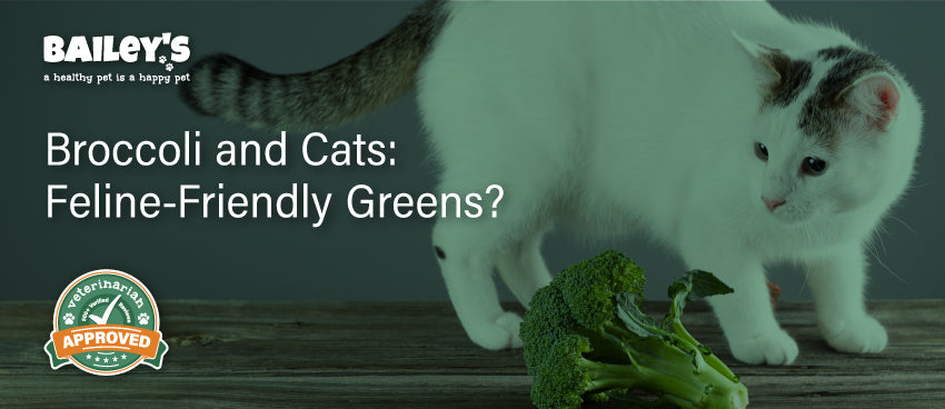 Can cats eat raw broccoli best sale