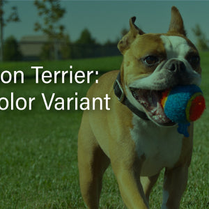 Brown Boston Terrier: Unique Color Variant | Bailey's CBD