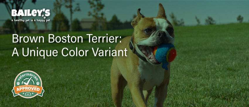 Brown Boston Terrier: Unique Color Variant | Bailey's CBD