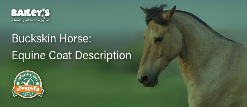 Buckskin Horse: Equine Coat Description Featured Banner