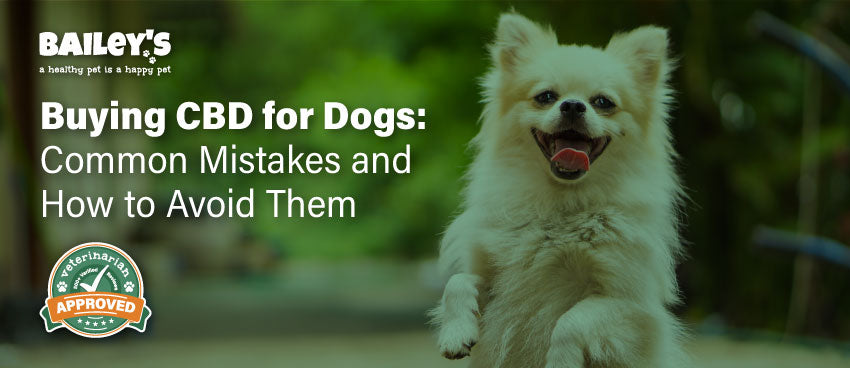 Buying CBD For Dogs: Common Mistakes and How to Avoid Them - Featured Banner