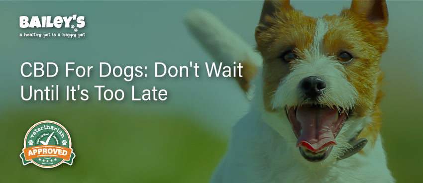 CBD For Dogs: Don't Wait Until It's Too Late - Featured Banner