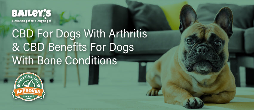 CBD For Dogs With Arthritis & CBD Benefits For Dogs With Bone Conditions - Featured Image
