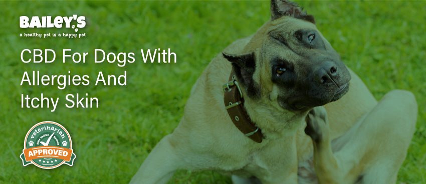CBD For Dogs with Allergies and Itchy Skin - Featured Banner