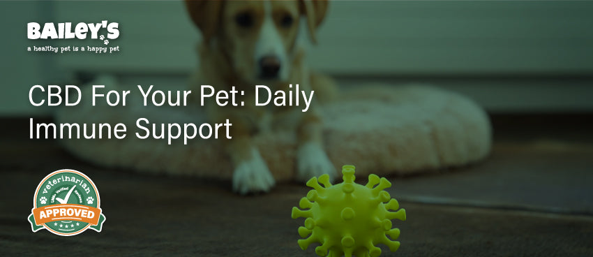 CBD For Your Pet: Daily Immune Support - Featured Banner