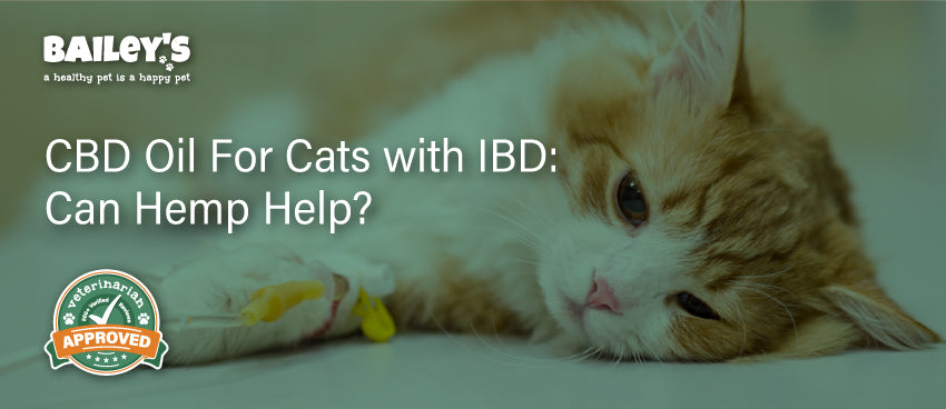 CBD Oil For Cats with IBD: Can Hemp Help? - Featured Banner