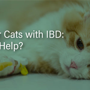 how to give im b12 injection How to self-inject intramuscular vitamin B12 - Overview how to give im b12 injection How to self-inject intramuscular vitamin B12 - Overview