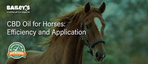 CBD Oil for Horses: Efficiency and Application - Featured Banner