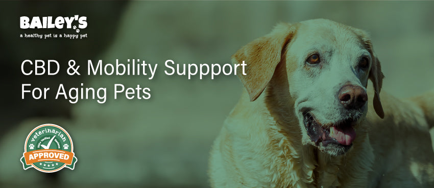 CBD & Mobility Support For Aging Pets: Enhance Comfort & Movement