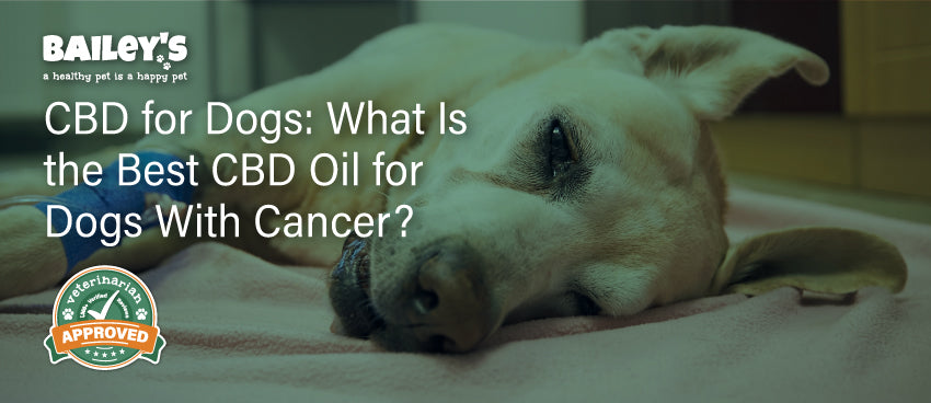 CBD for Dogs: What Is the Best CBD Oil for Dogs With Cancer? - Featured Banner