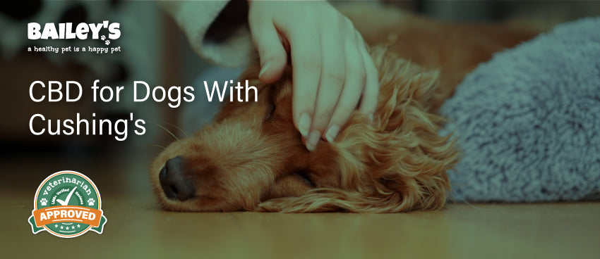 Read our guide on CBD for Dogs With Cushing's - Featured Banner