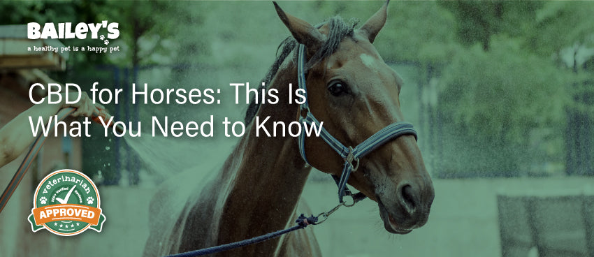 CBD for Horses: This Is What You Need to Know - Featured Banner