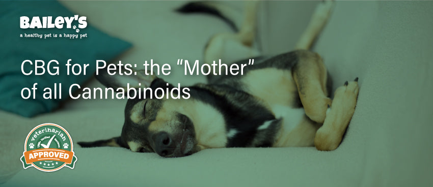 CBG for Pets: the “Mother” of all Cannabinoids - Featured Banner