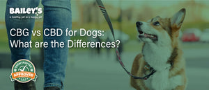CBG vs CBD for Dogs: What are the Differences?