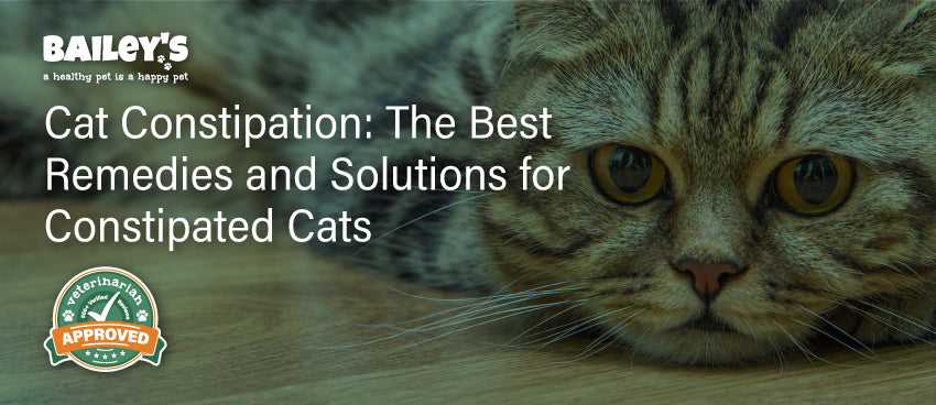 Cat Constipation Discover The Best Remedies and Solutions