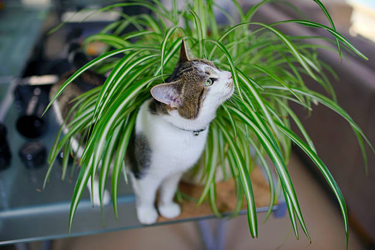 Why Does My Cat Chew on Plants? Reasons & What to Do