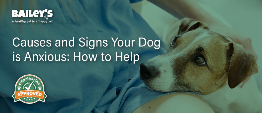 Causes and Signs Your Dog is Anxious: How to Help - Featured Banner