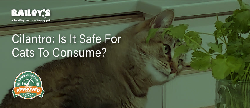 Cilantro: Is It Safe for Cats to Consume?