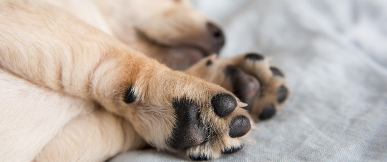 Dry, Cracked Dog Paws: Causes & Treatment