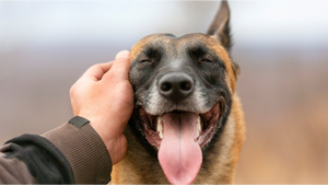 CBD and Tramadol for Dogs: Safety, Interactions & Side Effects