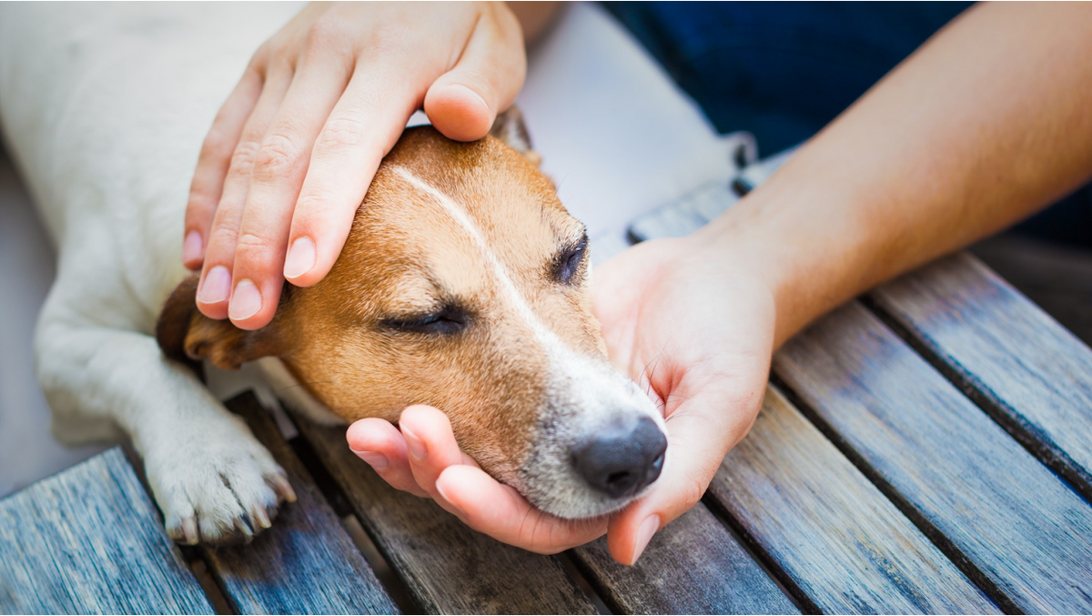 CBD and Gabapentin for Dogs: Safety, Interactions & Side Effects