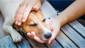 CBD and Gabapentin for Dogs: Safety, Interactions & Side Effects