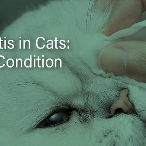 View of Conjunctivitis in Cats: Feline Eye Condition | Bailey's CBD