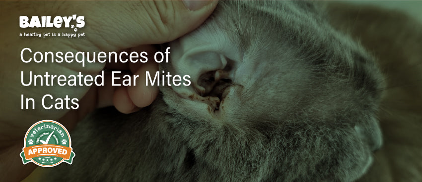 Consequences of Untreated Ear Mites in Cats