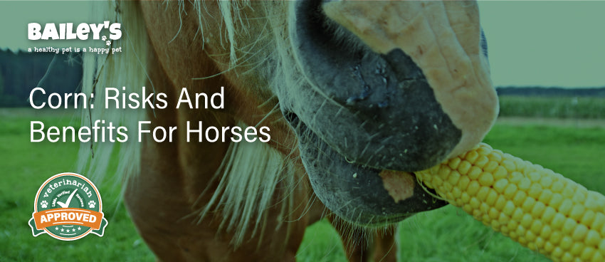 Corn: Risks and benefits for horses