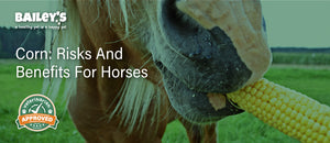 Corn: Risks and benefits for horses