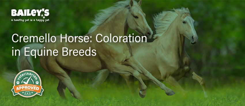 Cremello Horse: Coloration in Equine Breeds - Blog Featured Image