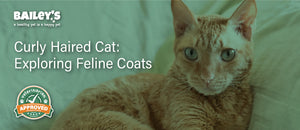 Curly Haired Cat: Exploring Feline Coats - Featured Banner