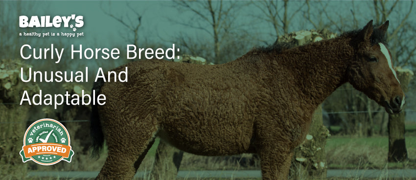 Curly Horse Breed