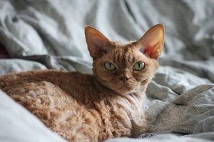 Devon Rex vs Cornish Rex Cat: Differences, Personality & Allergies