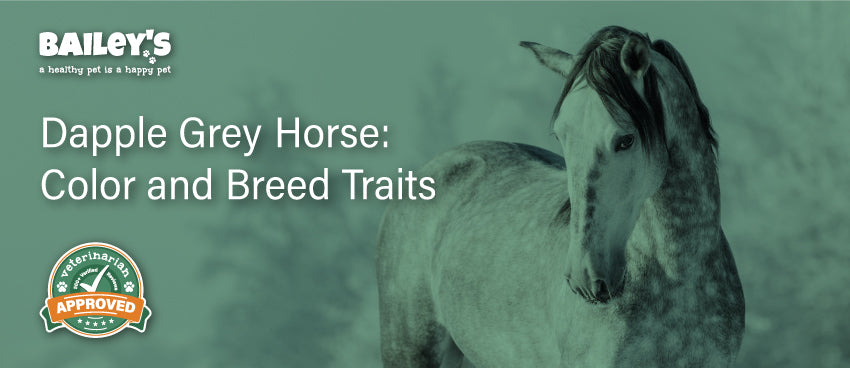 Dapple Grey Horse: Color and Breed Traits - Blog Featured Image
