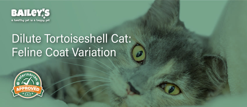 Dilute Tortoiseshell Cat: Feline Coat Variation - Featured Banner