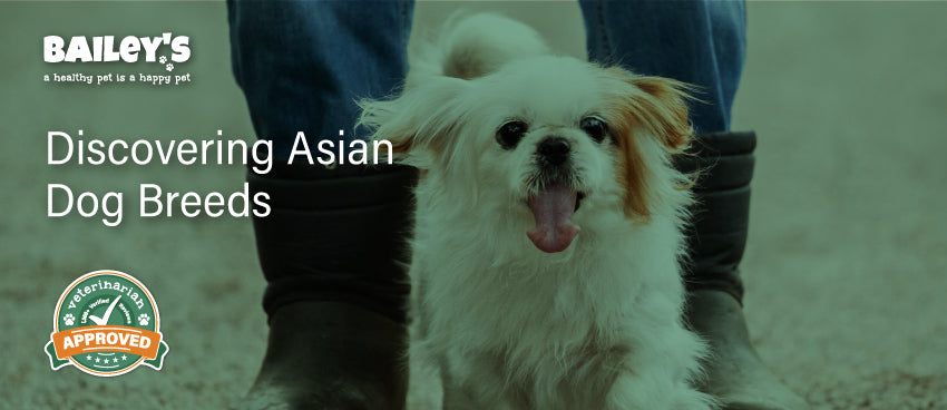 Discovering Asian Dog Breeds - Featured Banner