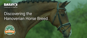 Discovering the Hanoverian Horse Breed
