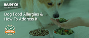 Dog Food Allergies & How To Address It - Featured Banner